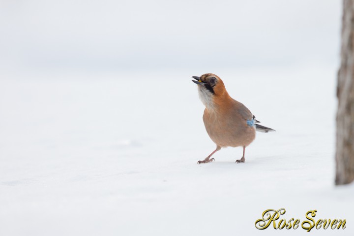 喰う　ミヤマカケス　Eurasian Jay