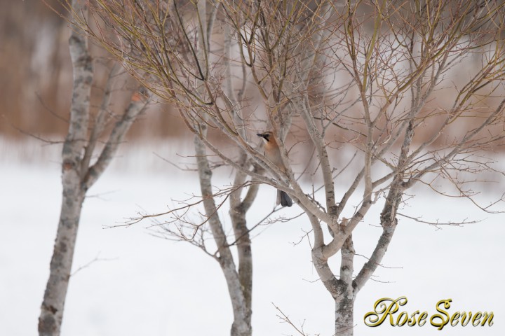 隠れる　　　ミヤマカケス　Eurasian Jay