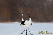 Japanese crane (タンチョウ)