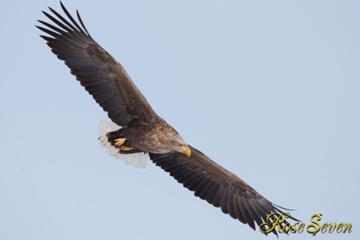 オジロワシ　White-tailed Eagle　Canon Eos-1D X　EF600 F4L IS II USM　※M-Mode　F5.6　ISO320　SS1/1600