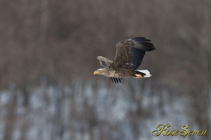 オジロワシ　White-tailed Eagle　Canon Eos-1D X　EF600 F4L IS II USM　※M-Mode　F5.6　ISO320　SS1/1600