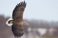 オジロワシ　White-tailed Eagle　Canon Eos-1D X　EF600 F4L IS II USM　※M-Mode　F5.6　ISO320　SS1/1600