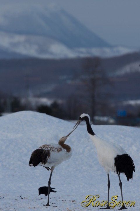 タンチョウ　親子　（Red-crowned Crane)