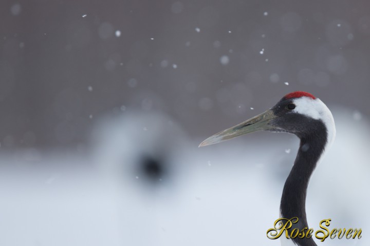 タンチョウ　Canon Eos-1D X　EF600 F4L IS II USM　M-Mode ISO200 F4.0 SS1/1000