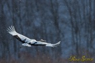 Japanese crane (タンチョウ)