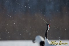 タンチョウ　Red-crowned Crane　Canon Eos-1D X　EF600 F4L IS II USM　M-Mode ISO200 F5.6 SS1/1250