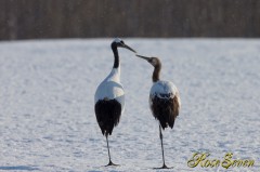 タンチョウ　親子　　（Red-crowned Crane　）