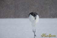 Japanese crane (タンチョウ)