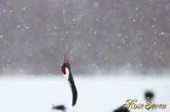 タンチョウ　Red-crowned Crane　Canon Eos-1D X　EF600 F4L IS II USM