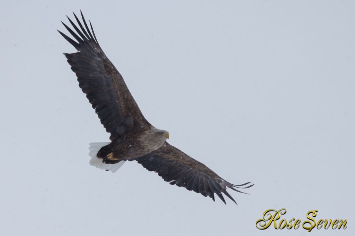 オジロワシ　White-tailed Eagle　Canon Eos-1D X　EF600 F4L IS II USM　※M-Mode　F5.6　ISO400　SS1/1250