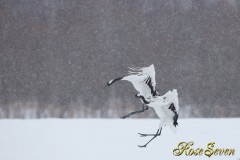 タンチョウ　Red-crowned Crane　Canon Eos-1D X　EF600 F4L IS II USM