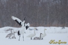 タンチョウ　Red-crowned Crane　Canon Eos-1D X　EF600 F4L IS II USM