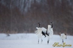 タンチョウ　Red-crowned Crane　Canon Eos-1D X　EF600 F4L IS II USM