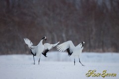 タンチョウ　Red-crowned Crane　Canon Eos-1D X　EF600 F4L IS II USM