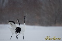 タンチョウ　Red-crowned Crane　Canon Eos-1D X　EF600 F4L IS II USM