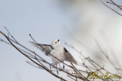 シマエナガ上に　　本州のエナガ同様　じっとしないので大変です