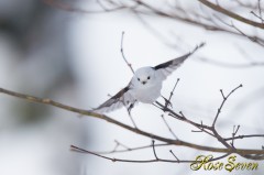 シマエナガ　飛ばないでいいから　ぶら下がって