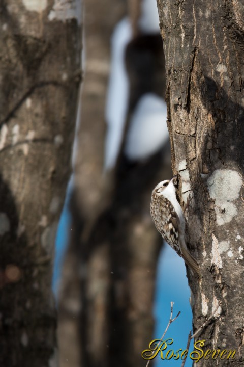 Eurasian Treecreeper　キタキバシリ