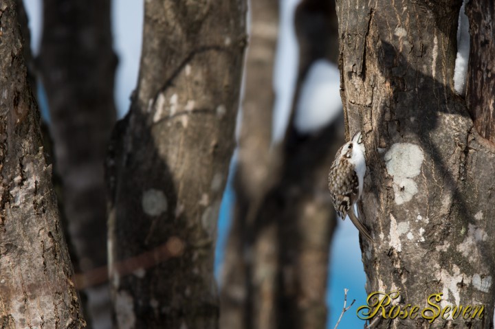 Eurasian Treecreeper　キタキバシリ