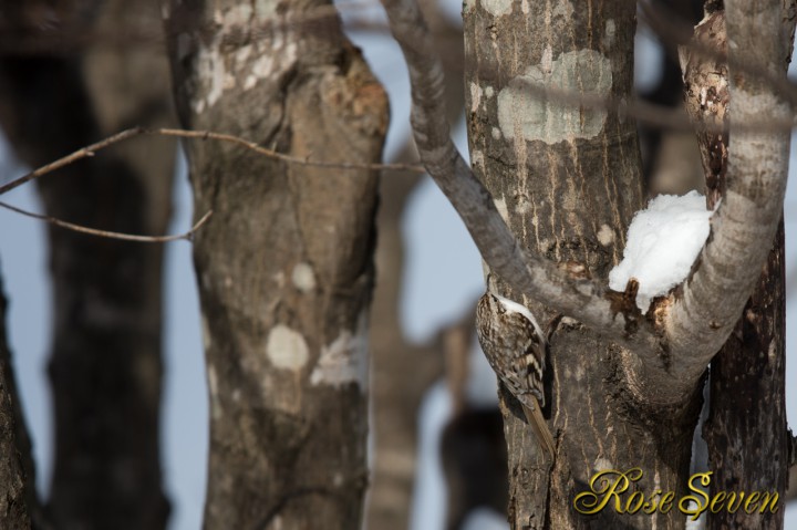 Eurasian Treecreeper　キタキバシリ