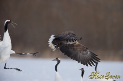 White-tailed Eagle　オジロワシ