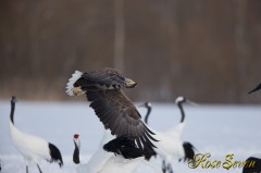 White-tailed Eagle　オジロワシ