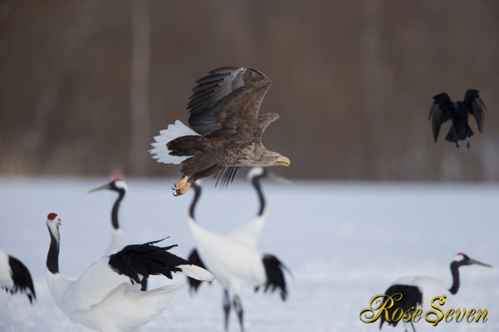 White-tailed Eagle　オジロワシ