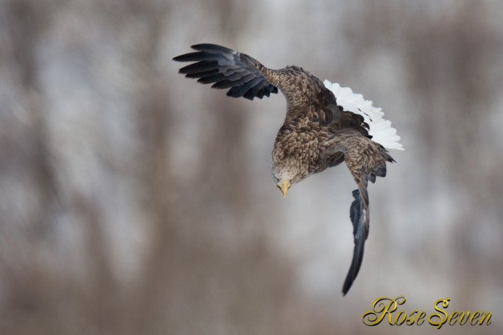 オジロワシ　White-tailed Eagle　Canon Eos-1D X　EF600 F4L IS II USM + EXTENDER EF1.4×III