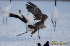 オジロワシ　White-tailed Eagle　Canon Eos-1D X　EF600 F4L IS II USM + EXTENDER EF1.4×III