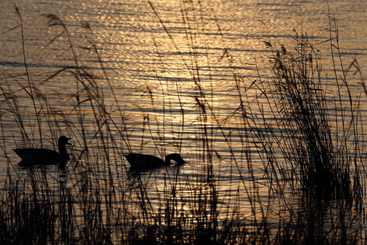 湖面の夕日とオオヒシクイ　2月