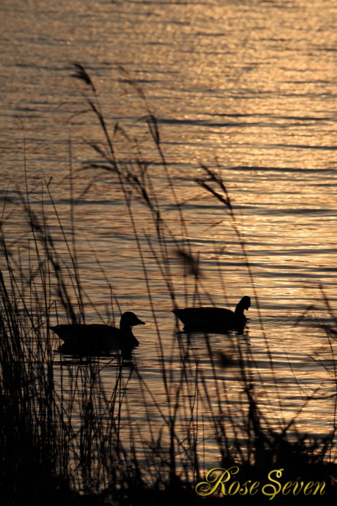 湖面の夕日とオオヒシクイ　2月