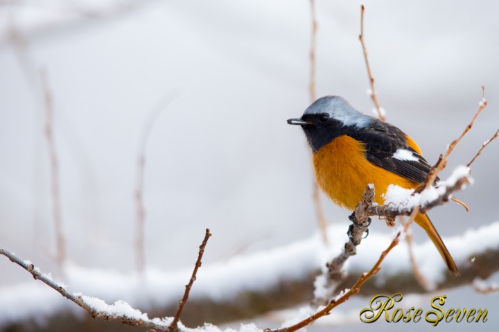 お団子ジョウビタキ　（Daurian Redstart）