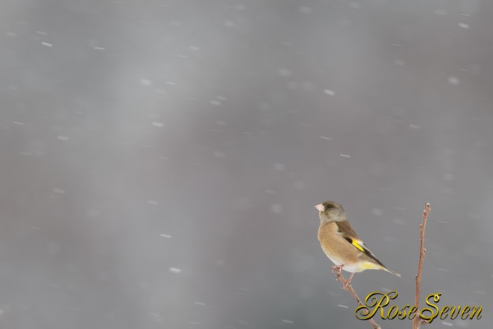 吹雪に耐える　カワラヒワ