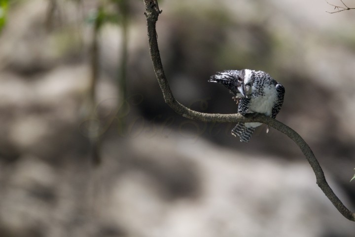 ヤマセミ　Crested Kingfisher