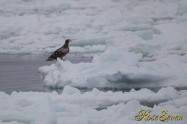 オオワシ　(Steller's sea eagle)　