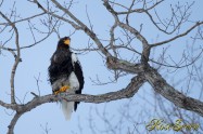 オオワシ　(Steller's sea eagle)　