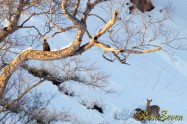 オオワシ　(Steller's sea eagle)　