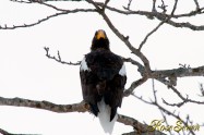 オオワシ　(Steller's sea eagle)　