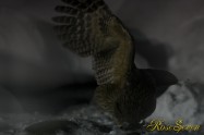 シマフクロウ　Fish Owl