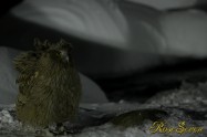 シマフクロウ　Fish Owl