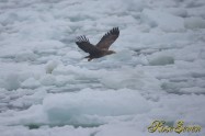 オジロワシ　(White-tailed eagle) Canon Eos-1D X　+　EF600 F4L IS II USM