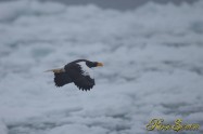 オオワシ　(Steller's sea eagle)　