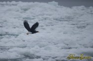 オオワシ　(Steller's sea eagle)　