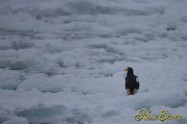 オオワシ　(Steller's sea eagle)　Canon Eos-1D X　+　EF600 F4L IS II USM