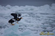 オオワシ　(Steller's sea eagle)　Canon Eos-1D X　+　EF600 F4L IS II USM