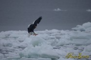 オオワシ　(Steller's sea eagle)　Canon Eos-1D X　+　EF600 F4L IS II USM