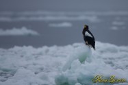 オオワシ　(Steller's sea eagle)　