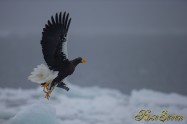 オオワシ　(Steller's sea eagle)　Canon Eos-1D X　+　EF600 F4L IS II USM