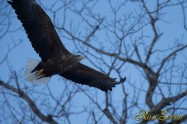 オジロワシ　White-tailed Eagle