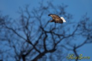 オジロワシ　White-tailed Eagle